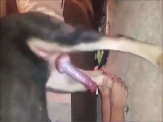 【人兽】女人与狗的故事