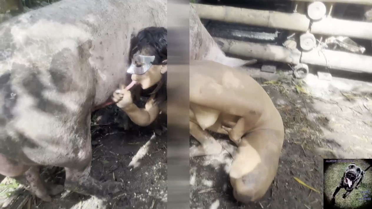 猪女（高质量人与动物有需要看主页简介或者私信）人妻骚逼